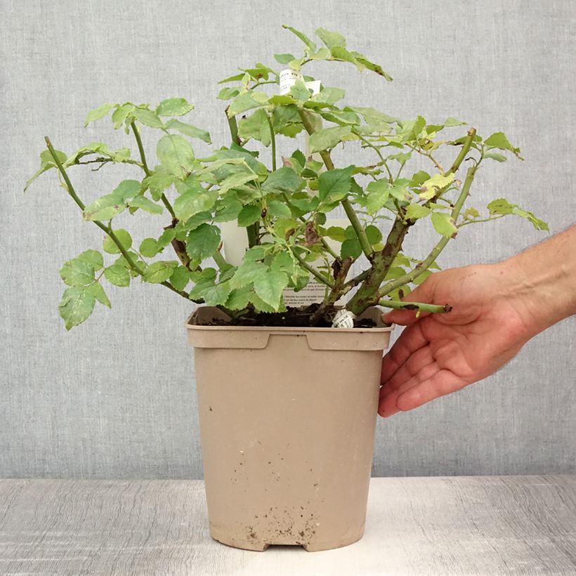 Example of Rosa Folle Courtisane Delparfroni - Beetrose Topf mit 4L/5L as you get in ete