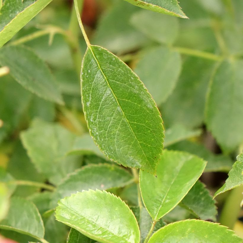 Rosa Folle Framboise - Beetrose (Foliage)