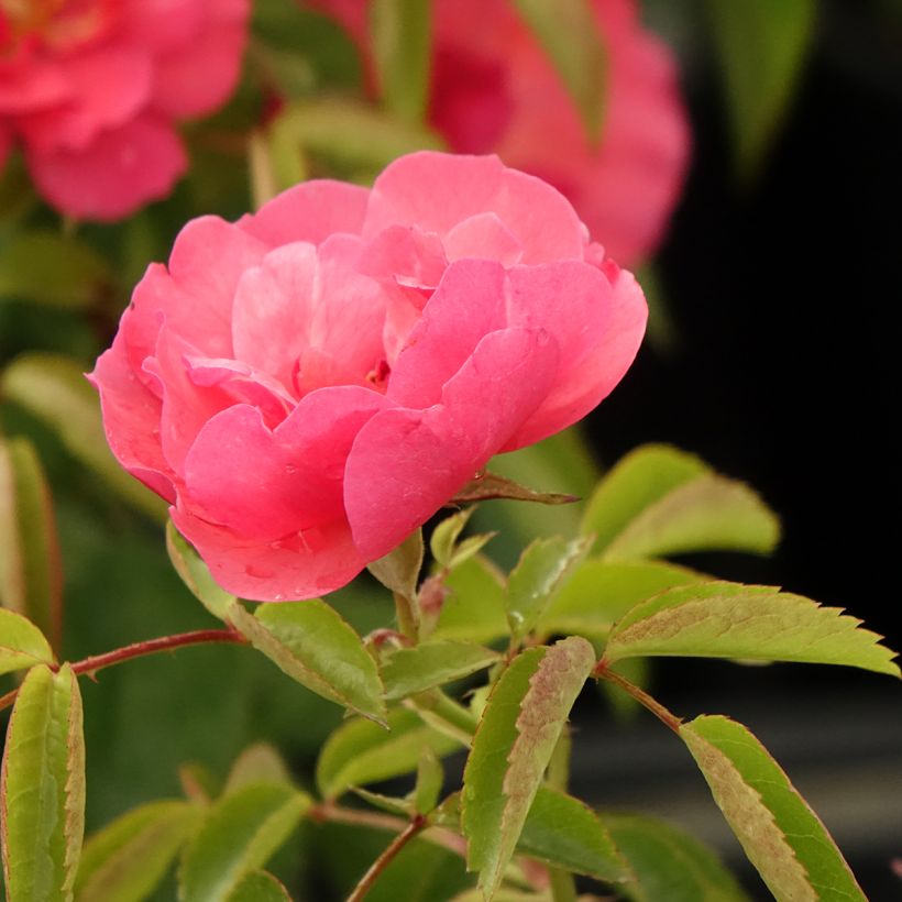 Rosa Folle Framboise - Beetrose (Flowering)