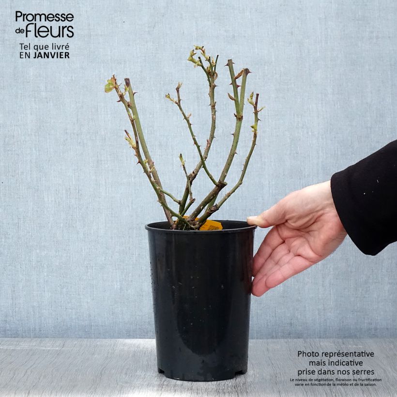 Exemplar von Rosa Friesia - Beetrose Topf mit 2L/3L wie im Winter geliefert