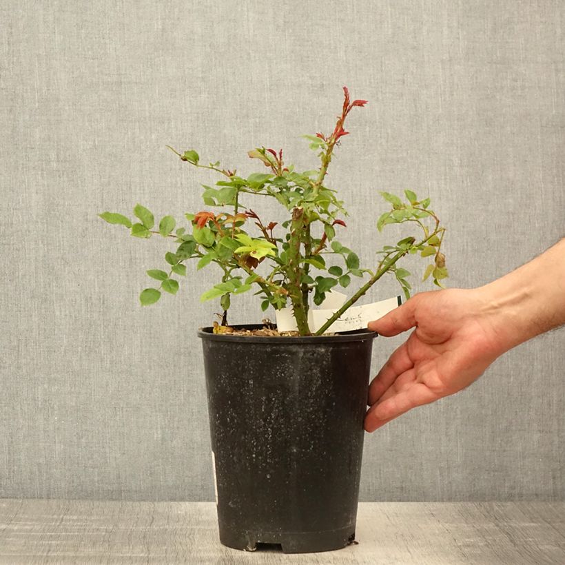 Example of Rosa Garance VEL13fmela - Beetrose Topf mit 4L/5L as you get in printemps