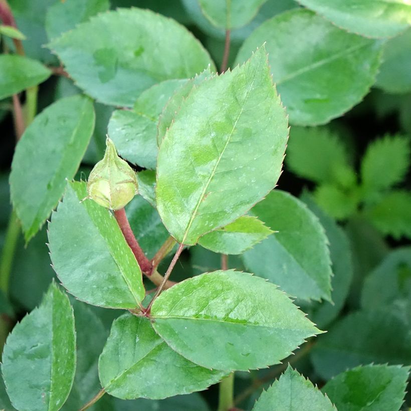 Rosa Garden of Roses - Beetrose (Foliage)