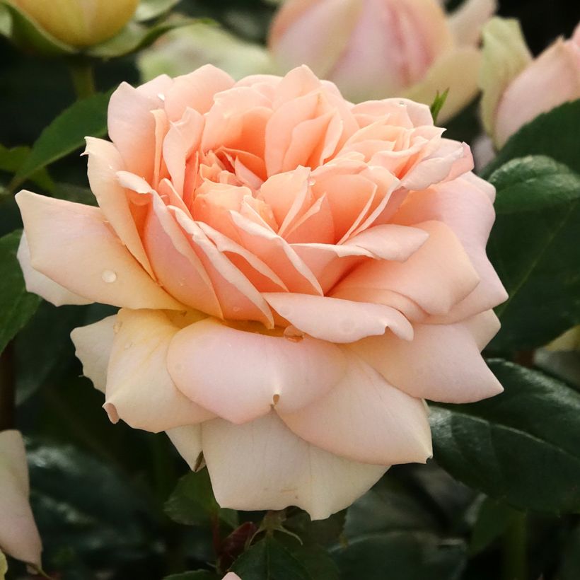 Rosa Garden of Roses - Beetrose (Blüte)