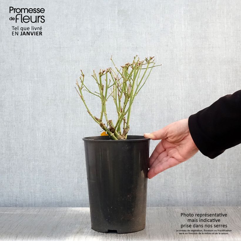 Exemplar von Rosa Iceberg Fée des neiges - Beetrose Topf mit 4L/5L wie im Winter geliefert