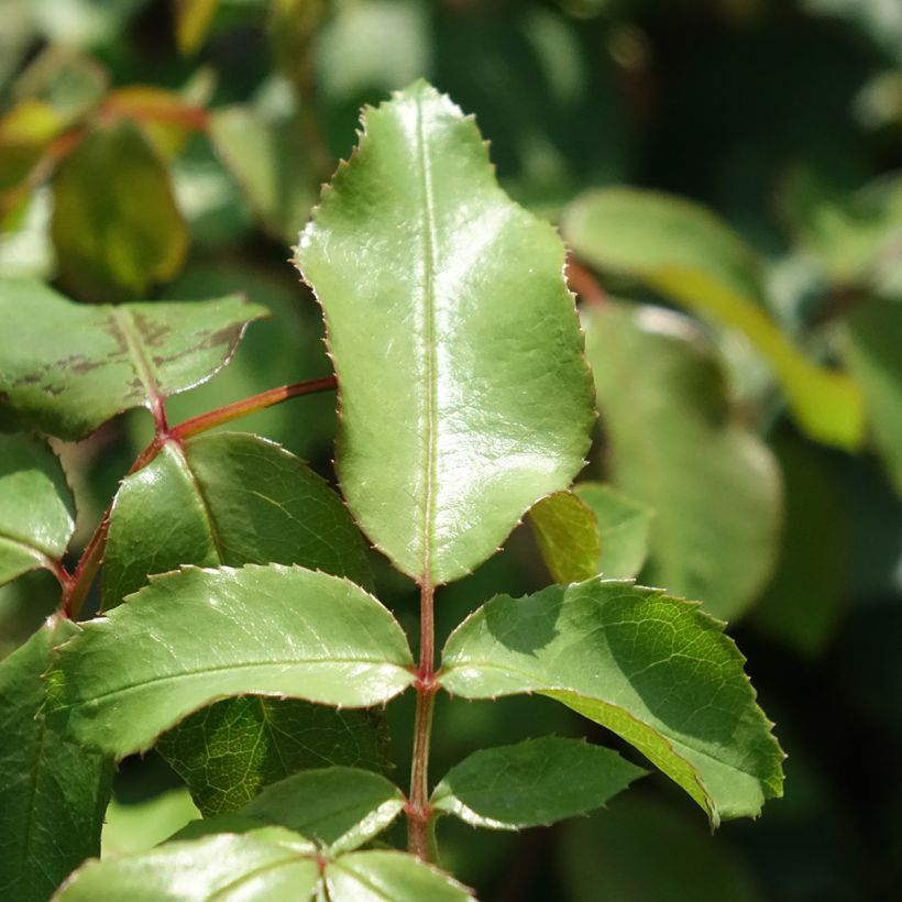 Rosa Jean Cocteau - Beetrose (Foliage)