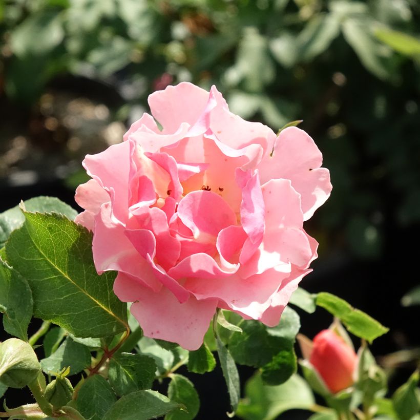 Rosa Jean Cocteau - Beetrose (Flowering)