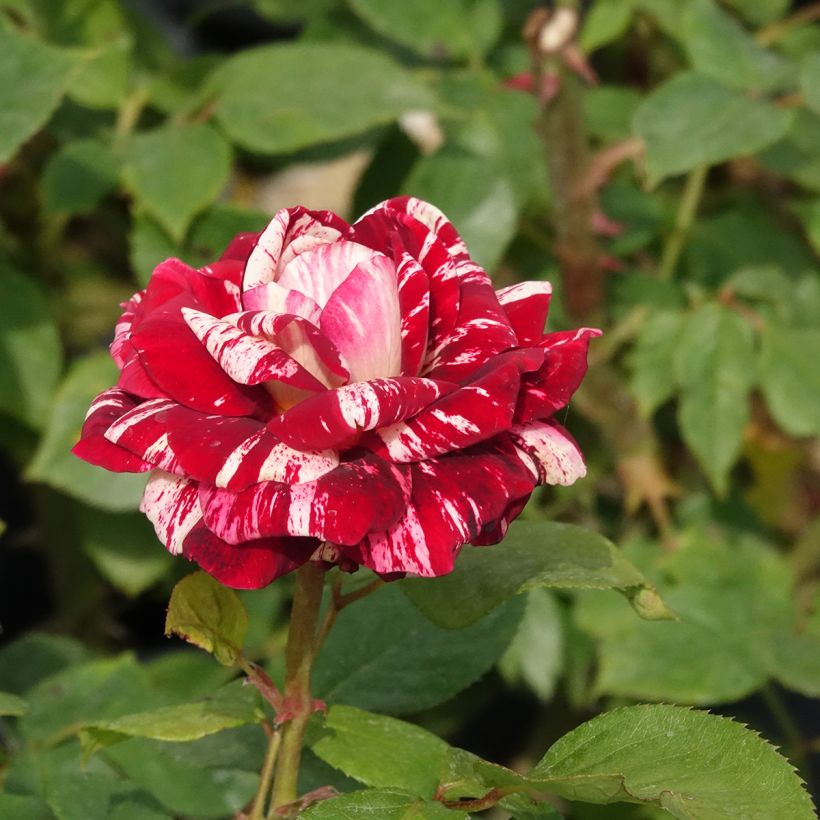 Rosa Julio Iglesias Meistemon - Beetrose (Blüte)