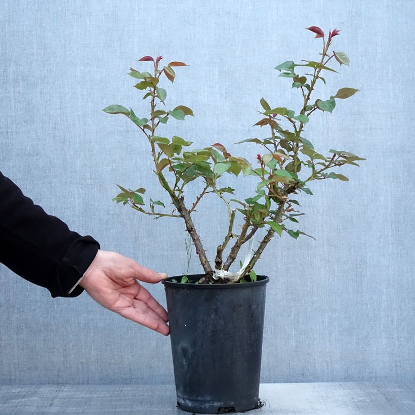 Exemplar von Rosa La Sauvagine Terre et Passion - Beetrose Topf mit 4L/5L wie im Frühjahr geliefert