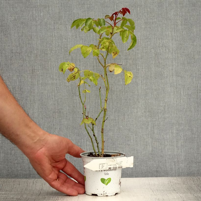 Example of Rosa La Sevillana Meigekanu - Beetrose Topf 10 cm/11cm as you get in ete
