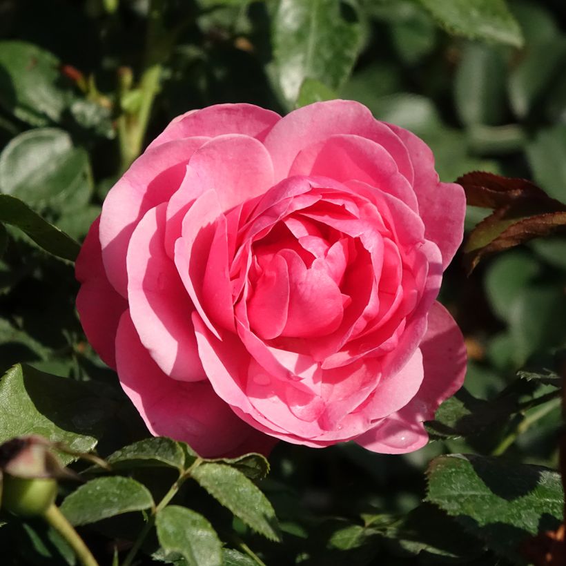 Rosa Leonardo Da Vinci - Beetrose (Flowering)