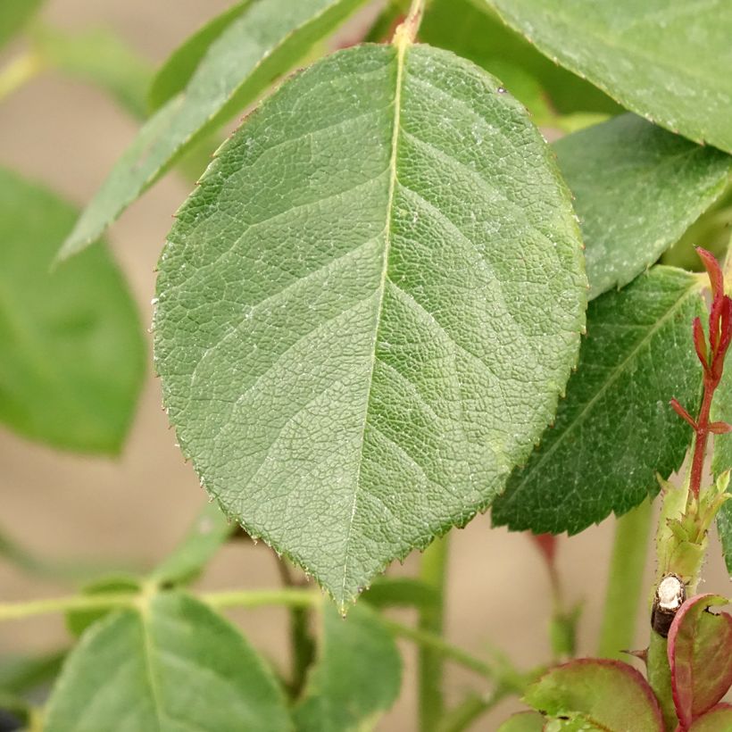 Rosa Love letter - Beetrose (Foliage)