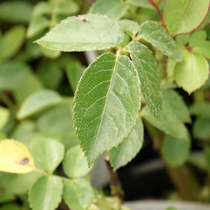 Rosa Marc's Jubilée - Beetrose (Foliage)