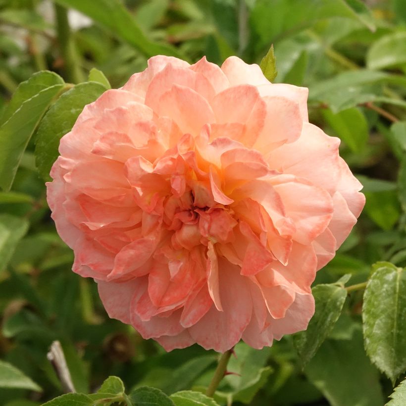 Rosa Marc's Jubilée - Beetrose (Blüte)