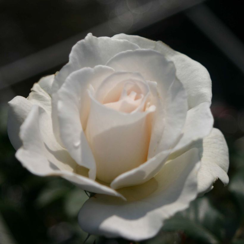 Rosa Margaret Merril - Edelrose (Flowering)