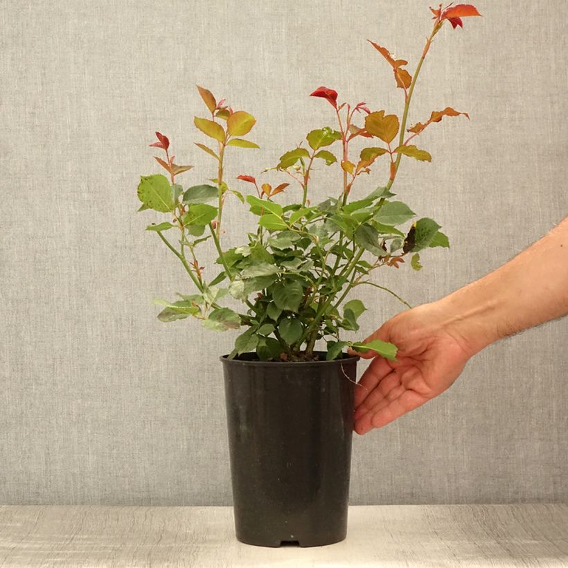 Exemplar von Rosa Margaret Merril - Edelrose Topf mit 2L/3L wie im Sommer geliefert