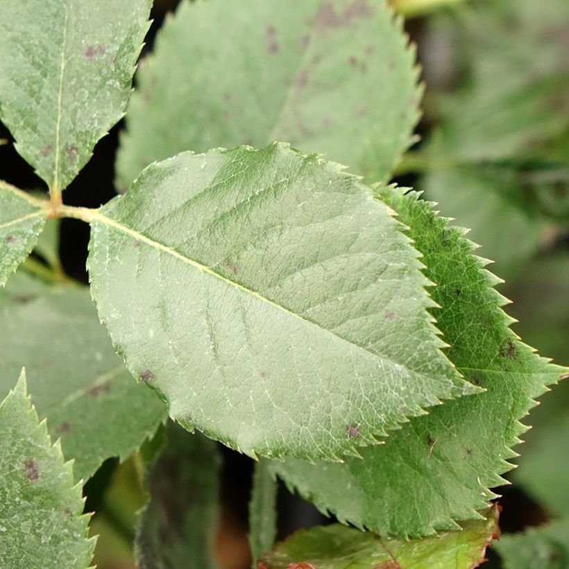 Rosa Margaret Merril - Edelrose (Foliage)