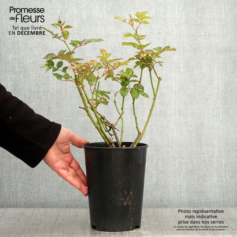 Example of Rosa polyantha Maria Mathilda - Beetrose Topf mit 3L/4L as you get in automne