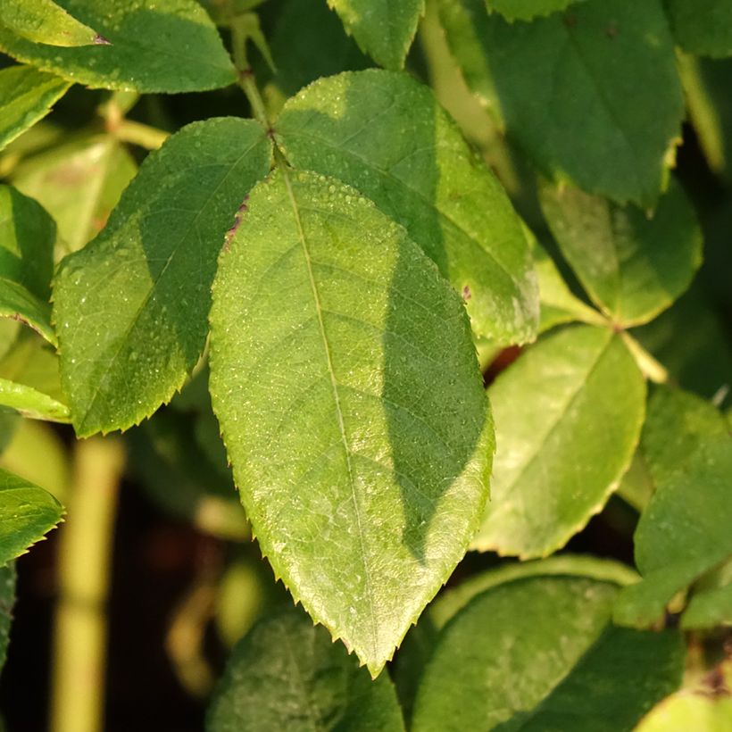Rosa polyantha Maria Mathilda - Beetrose (Foliage)