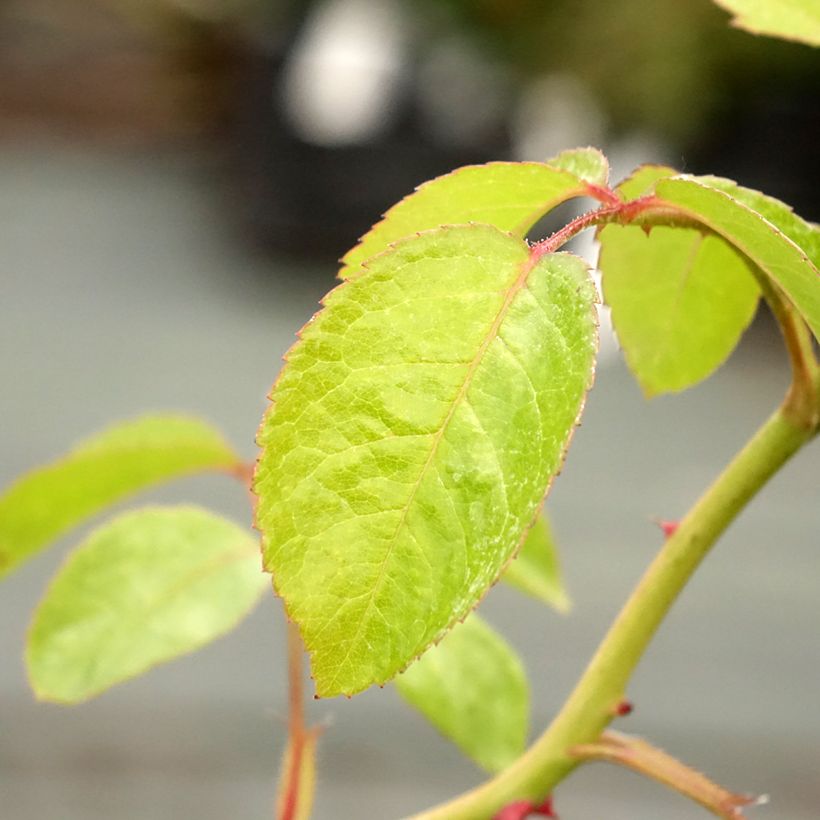 Rosa Marina Picasso - Beetrose (Foliage)