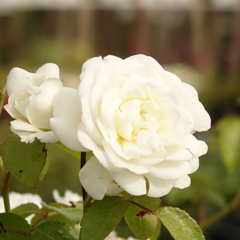 Rosa Marina Picasso - Beetrose (Flowering)