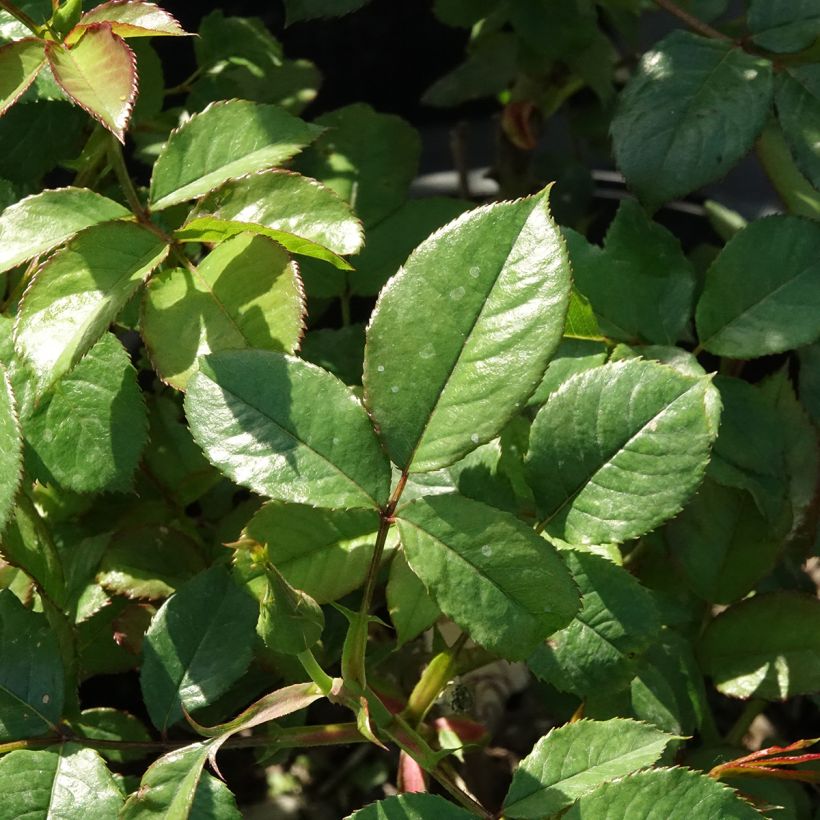 Rosa Mascaret - Beetrose (Laub)