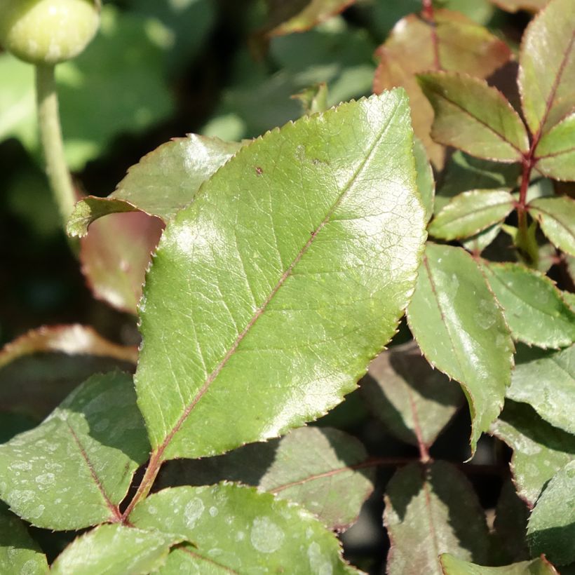 Rosa polyantha Message d'Espoir - Beetrose (Foliage)