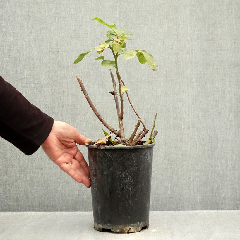 Exemplar von Rosa Paganini - Beetrose Topf mit 4L/5L wie im Herbst geliefert