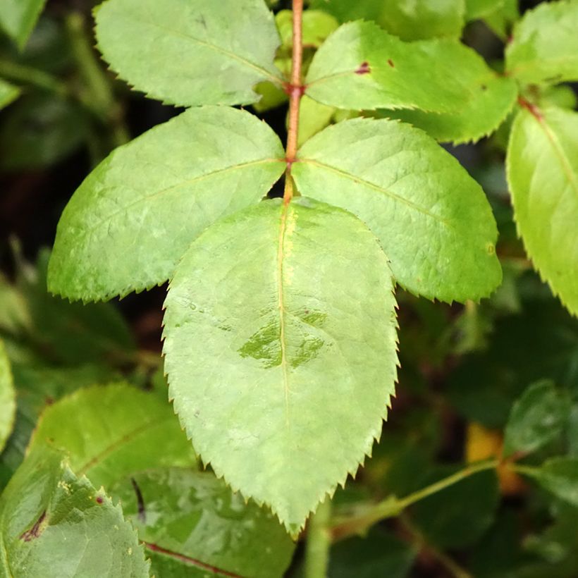 Rosa Novalis - Beetrose (Foliage)