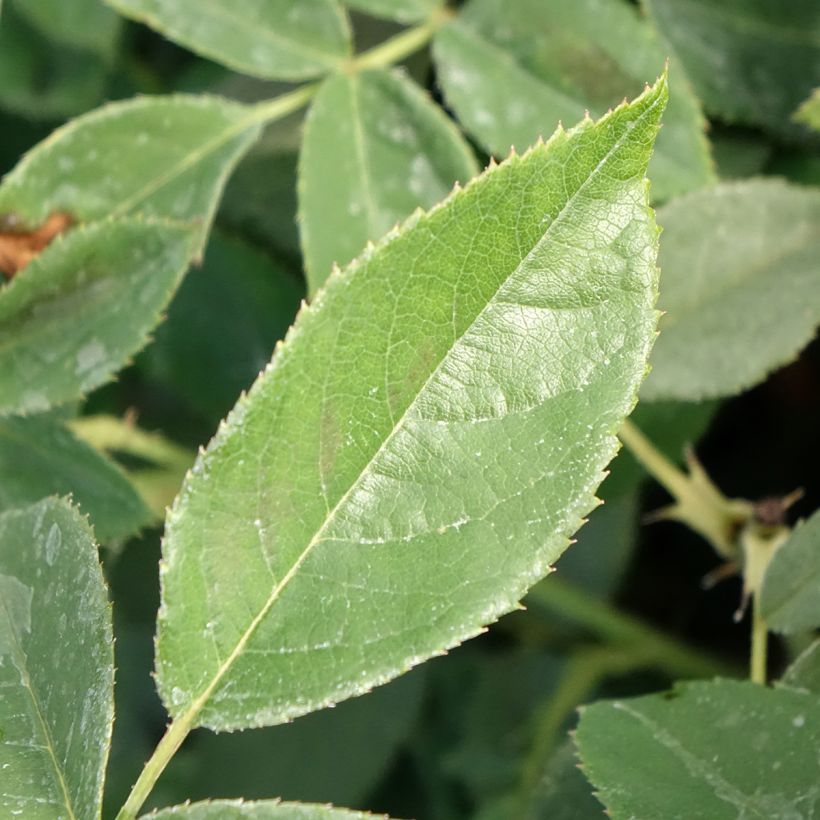 Rosa Orange Sensation - Beetrose (Foliage)