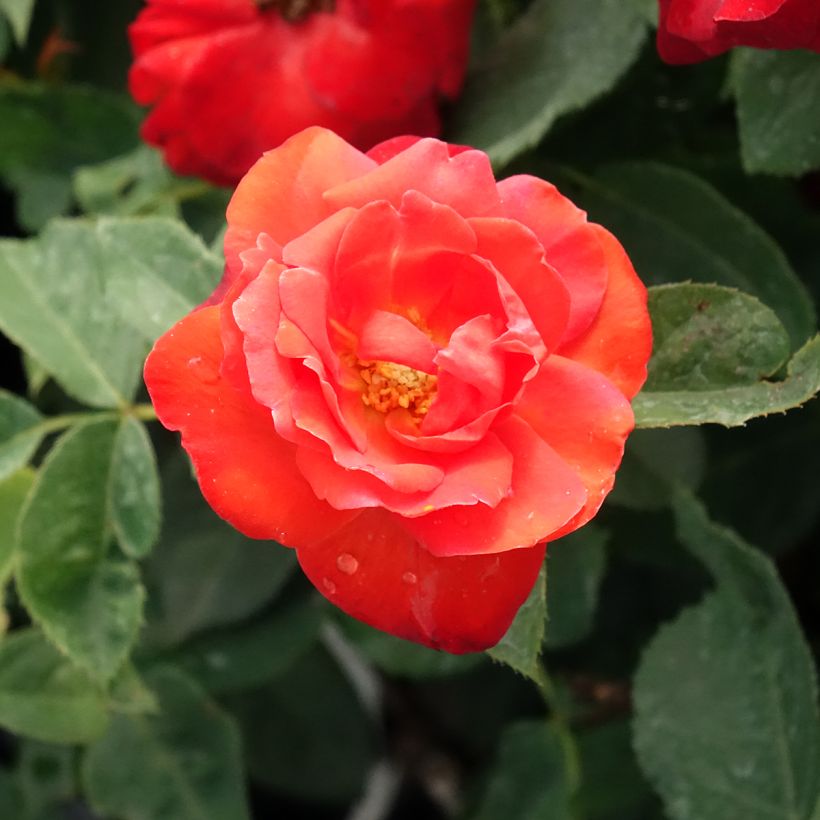 Rosa Orange Sensation - Beetrose (Flowering)
