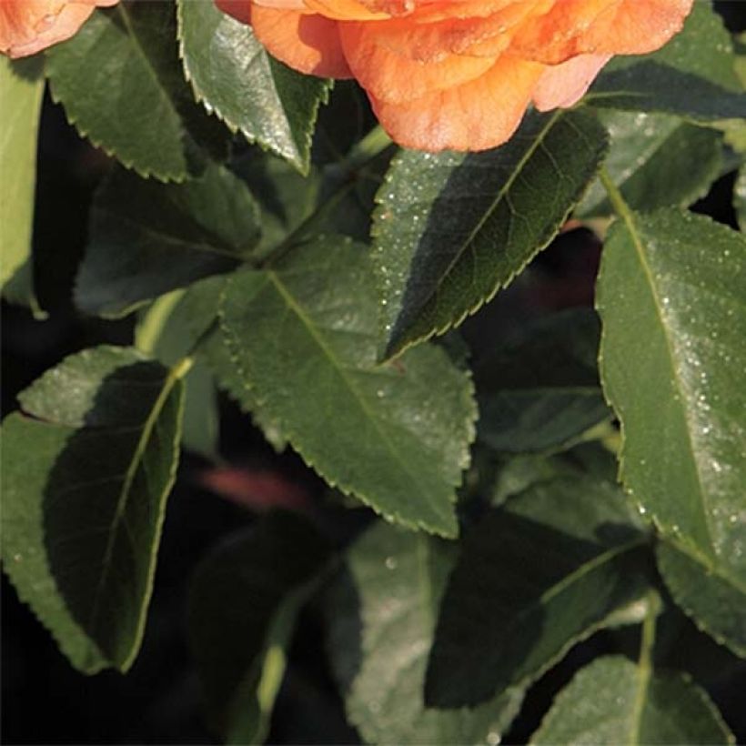 Rosa Orangerie - Beetrose (Foliage)
