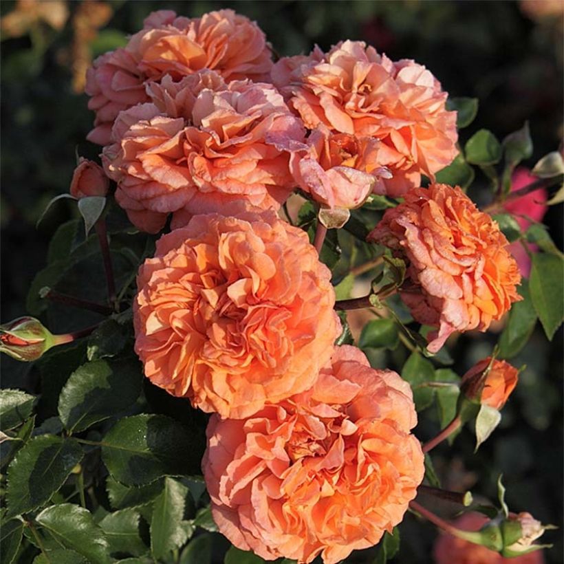 Rosa Orangerie - Beetrose (Flowering)