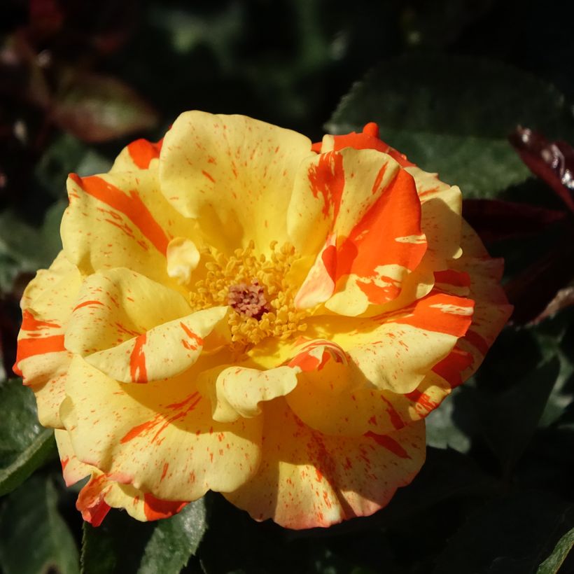 Rosa Oranges and Lemons - Beetrose (Flowering)