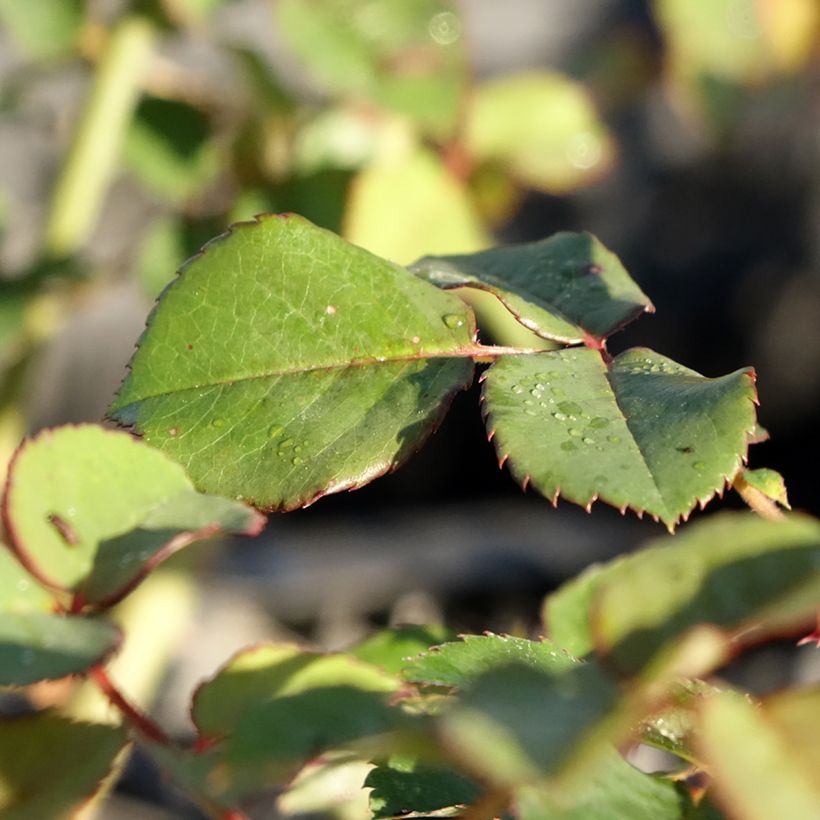 Rosa Park Abbey Rose - Beetrose (Foliage)