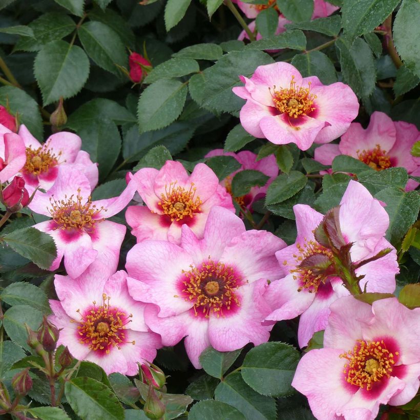 Rosa persica Peace and Love - Beetrose (Flowering)