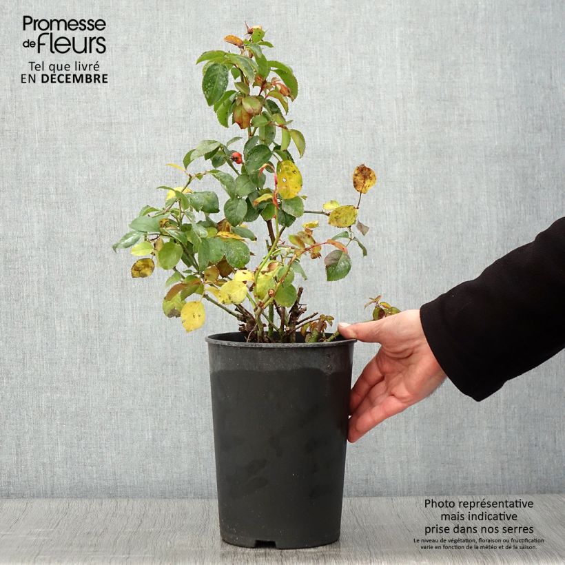 Example of Rosa persica Peace and Love - Beetrose Topf mit 4L/5L as you get in automne