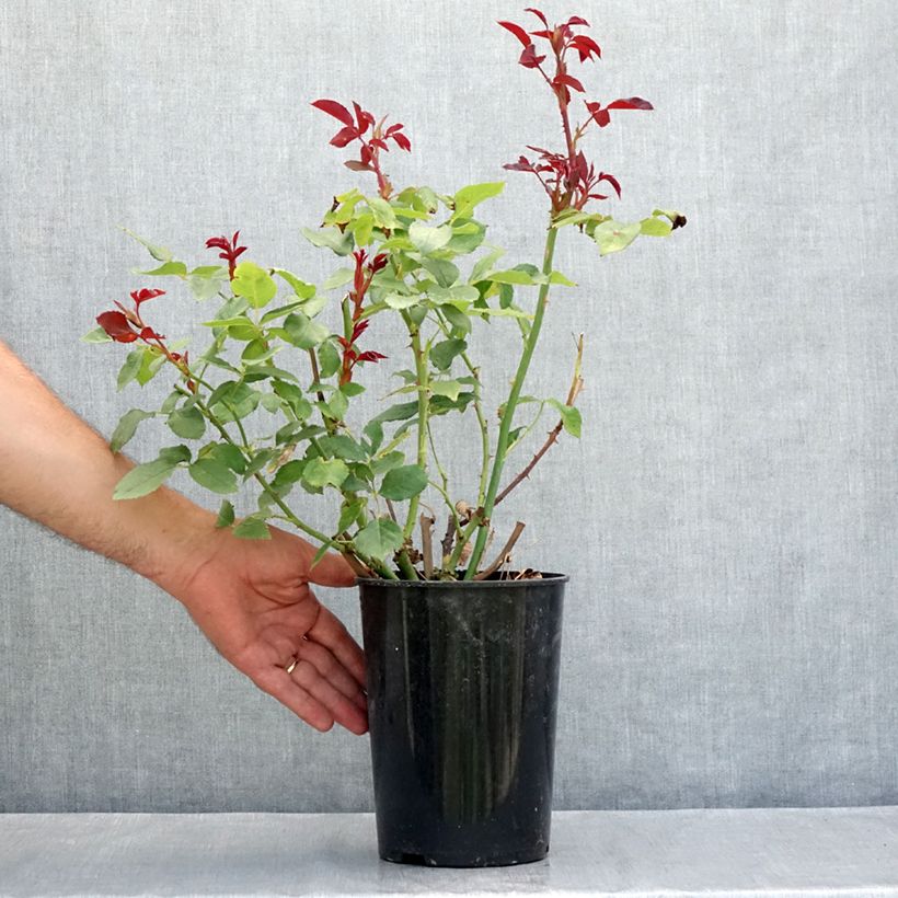 Example of Rosa Pernille Poulsen - Beetrose Topf mit 2L/3L as you get in ete
