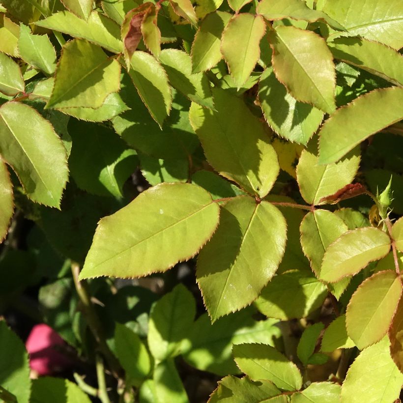 Rosa Pick'n Go Mattmag - Beetrose (Laub)