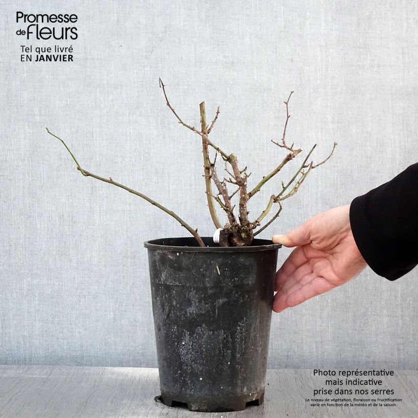 Exemplar von Rosa Pick'n Go Mattmag - Beetrose Topf mit 4L/5L wie im Winter geliefert