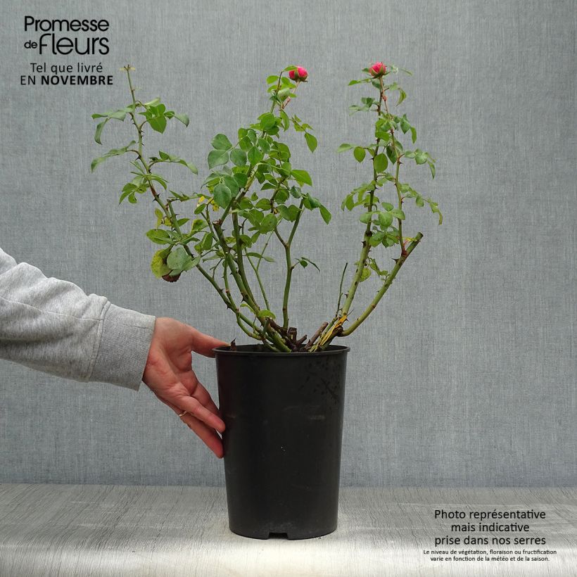 Example of Rosa Pomponella - Beetrose Topf mit 4L/5L as you get in automne