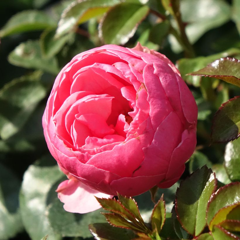 Rosa Pomponella - Beetrose (Flowering)