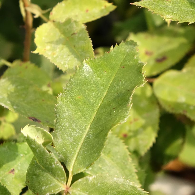 Rosa Quinte Flush - Beetrose (Foliage)