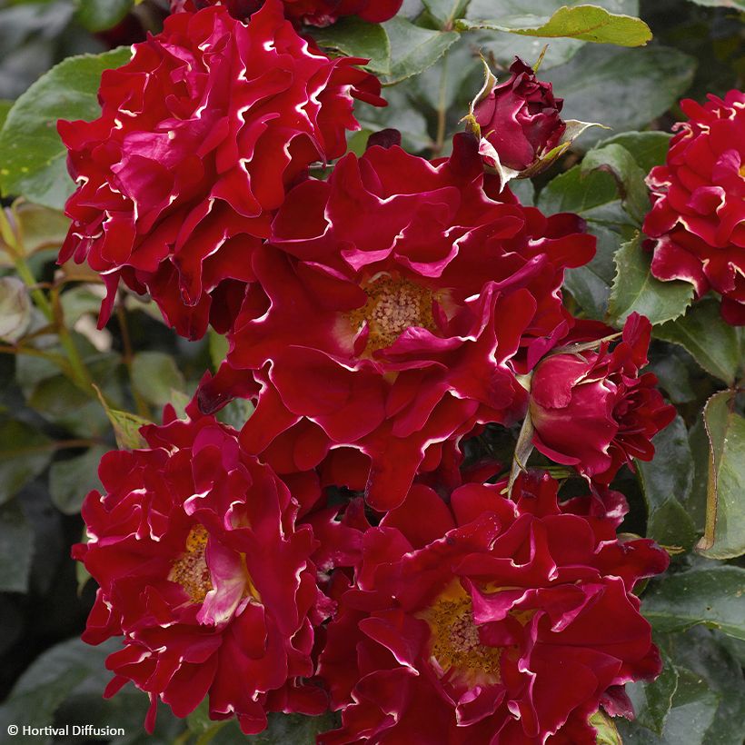 Rosa Red Lady Ruffles - Parkrose (Flowering)