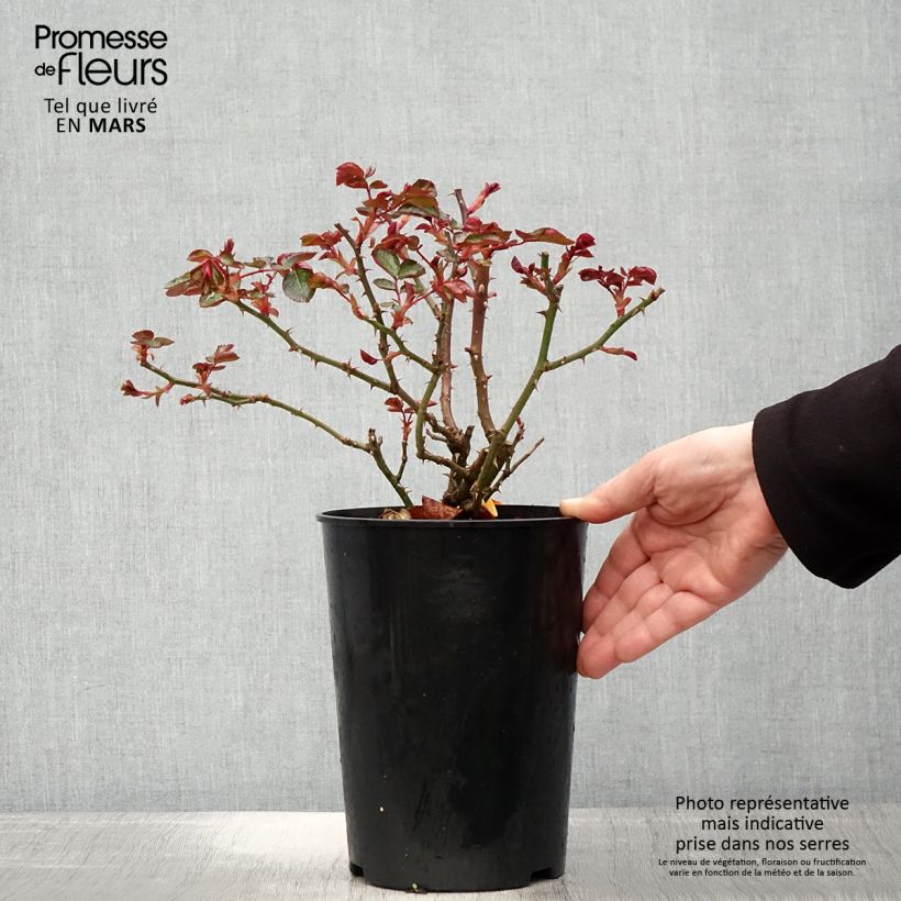 Exemplar von Rosa Red Leonardo da Vinci (Hilde Umdasch)) - Beetrose Topf mit 4L/5L wie im Frühjahr geliefert