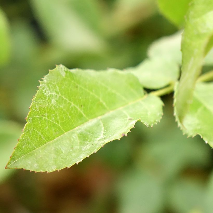 Rosa Rose de la petite Chabotte VELsema - Beetrose (Foliage)