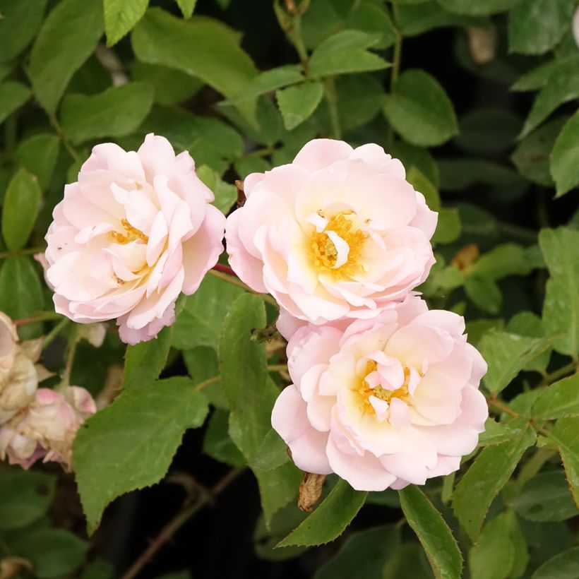 Rosa Rose de la petite Chabotte VELsema - Beetrose (Flowering)