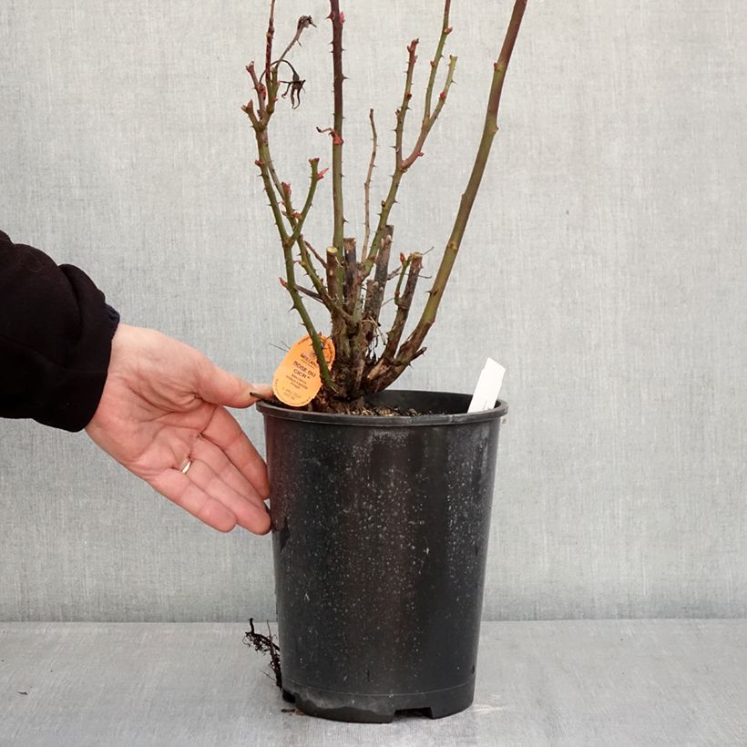 Exemplar von Rosa Summer Sangria 'Meizilena' - Beetrose Topf mit 4L/5L wie im Winter geliefert