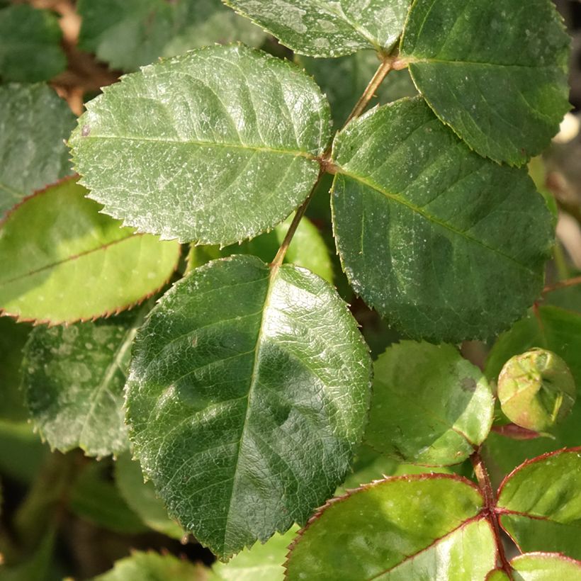 Rosa Salto - Beetrose (Foliage)