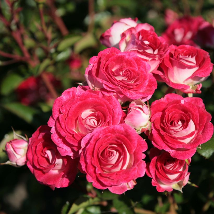 Rosa Schöne Koblenzerin - Beetrose (Flowering)