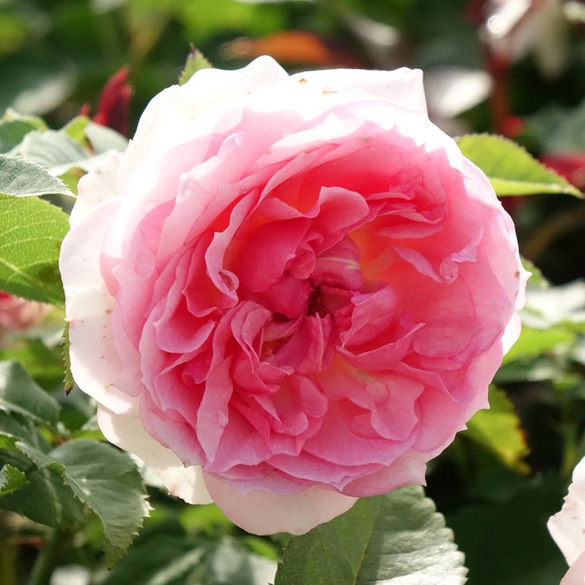 Rosa Sophia Romantica - Beetrose (Flowering)